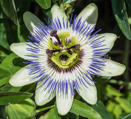 Passionsblume, Passiflora