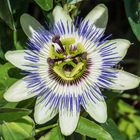 Passionsblume, Passiflora