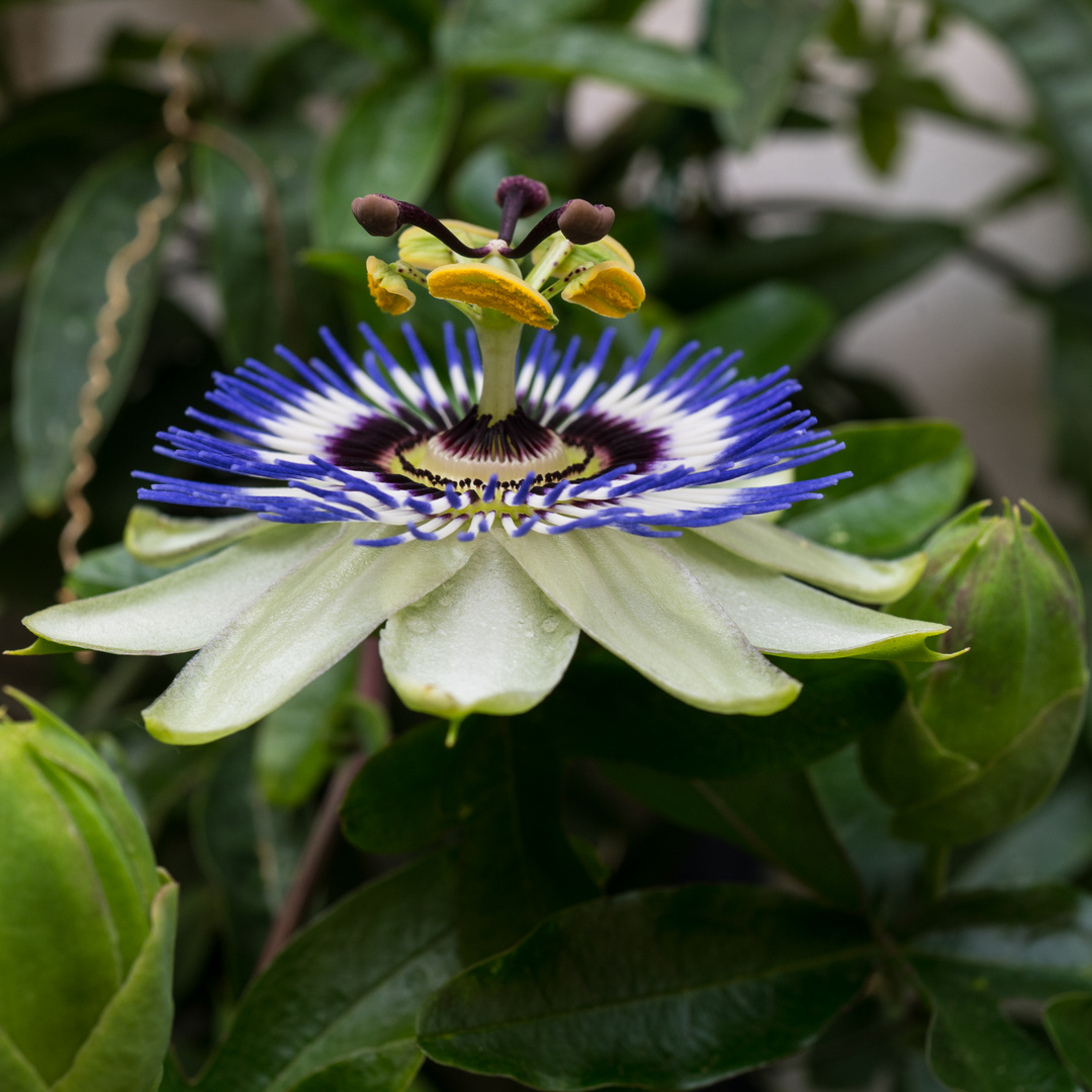 Passionsblume - Passiflora