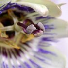 Passionsblume (Passiflora)