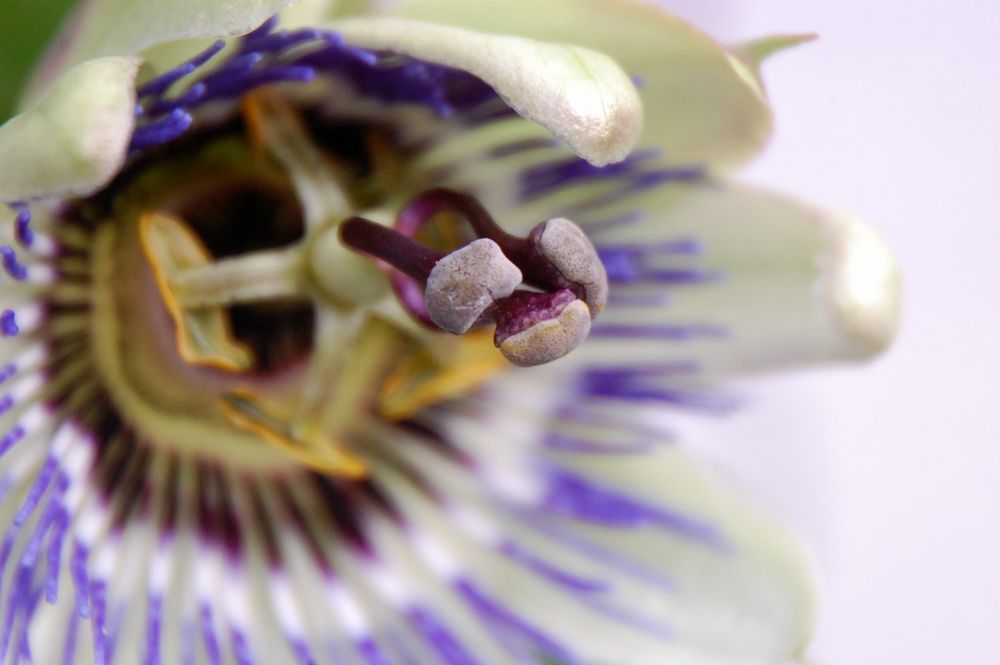 Passionsblume (Passiflora)