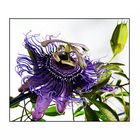 Passionsblume (Passiflora Blue Velvet)