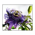 Passionsblume (Passiflora Blue Velvet)