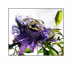 Passionsblume (Passiflora Blue Velvet)