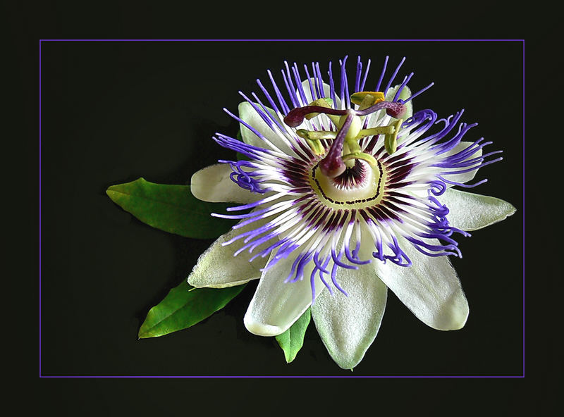 Passionsblume (Passiflora)