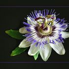 Passionsblume (Passiflora)