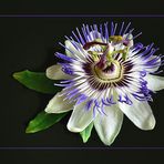 Passionsblume (Passiflora)