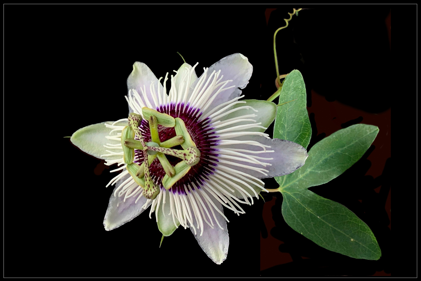 Passionsblume - Passiflora caerulea