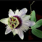 Passionsblume - Passiflora caerulea