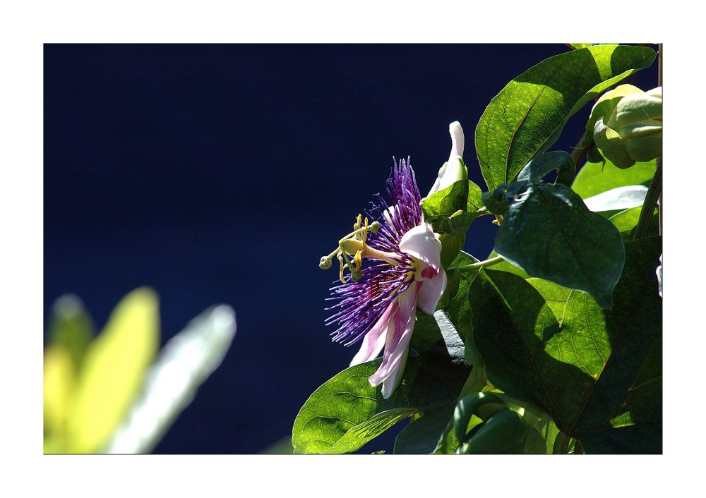 Passionsblume (Passiflora caerulea L.)