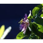 Passionsblume (Passiflora caerulea L.)