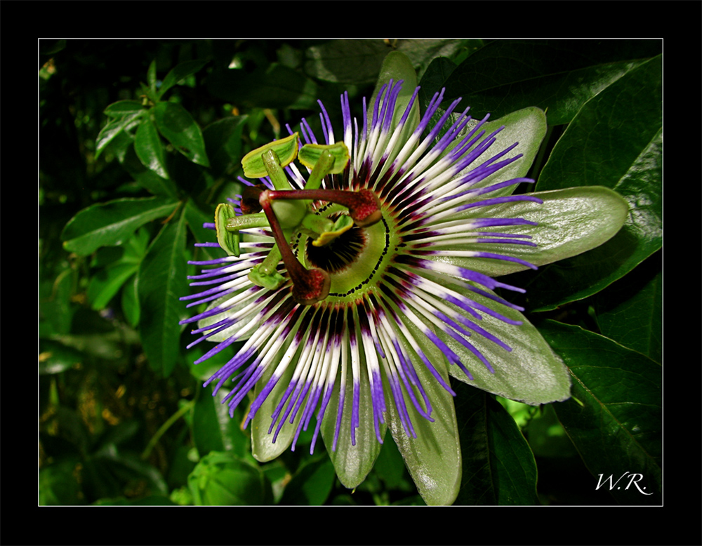 Passionsblume ( Passiflora cearulea )