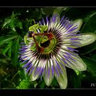 Passionsblume ( Passiflora cearulea )