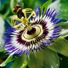 Passionsblume - Passiflora coerulea