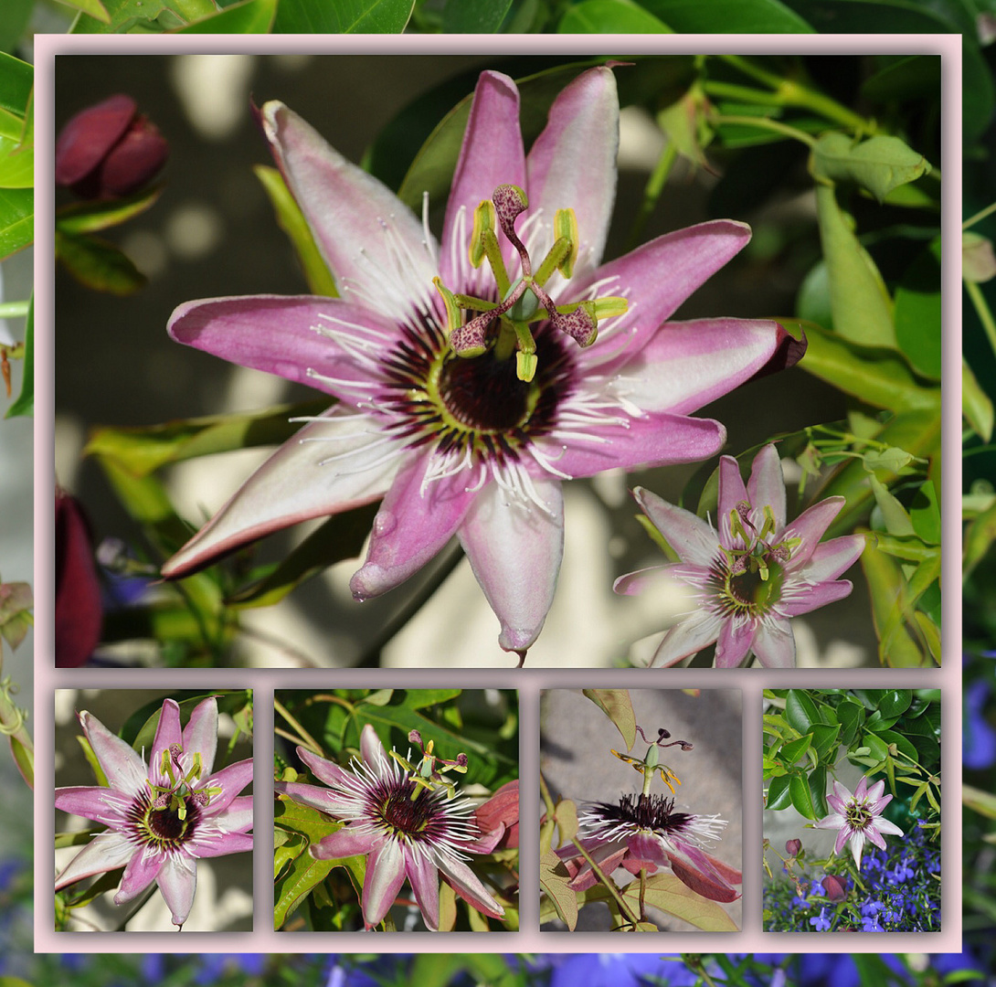 Passionsblume (Passiflora) Collage 