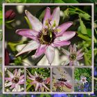 Passionsblume (Passiflora) Collage 