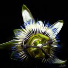 Passionsblume (Passiflora)