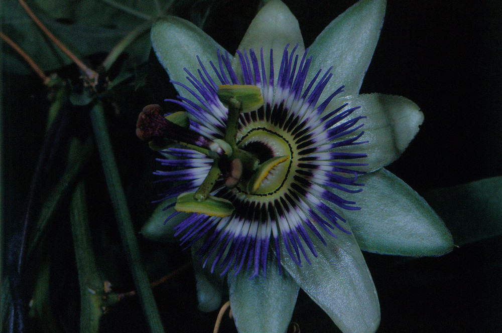 Passionsblume - Passiflora