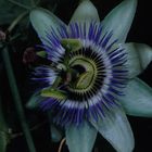 Passionsblume - Passiflora