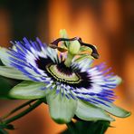 Passionsblume (Passiflora incarnata)