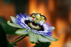 Passionsblume (Passiflora incarnata)