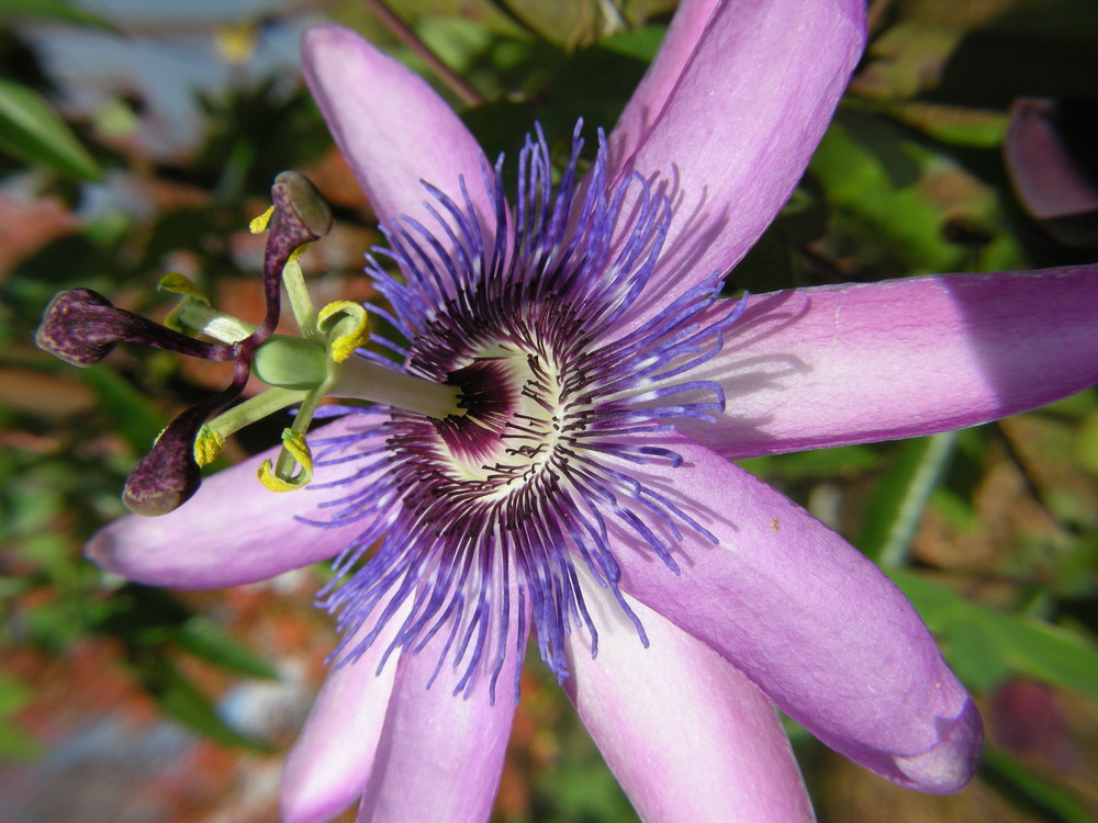 Passionsblume, Passiflora incarnata