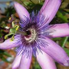 Passionsblume, Passiflora incarnata