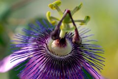 Passionsblume (Passiflora spec.)