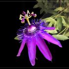 Passionsblume - Passiflora violacea  `Victoria `