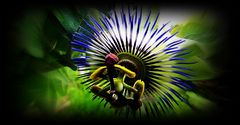 Passionsblume  -  passionflower