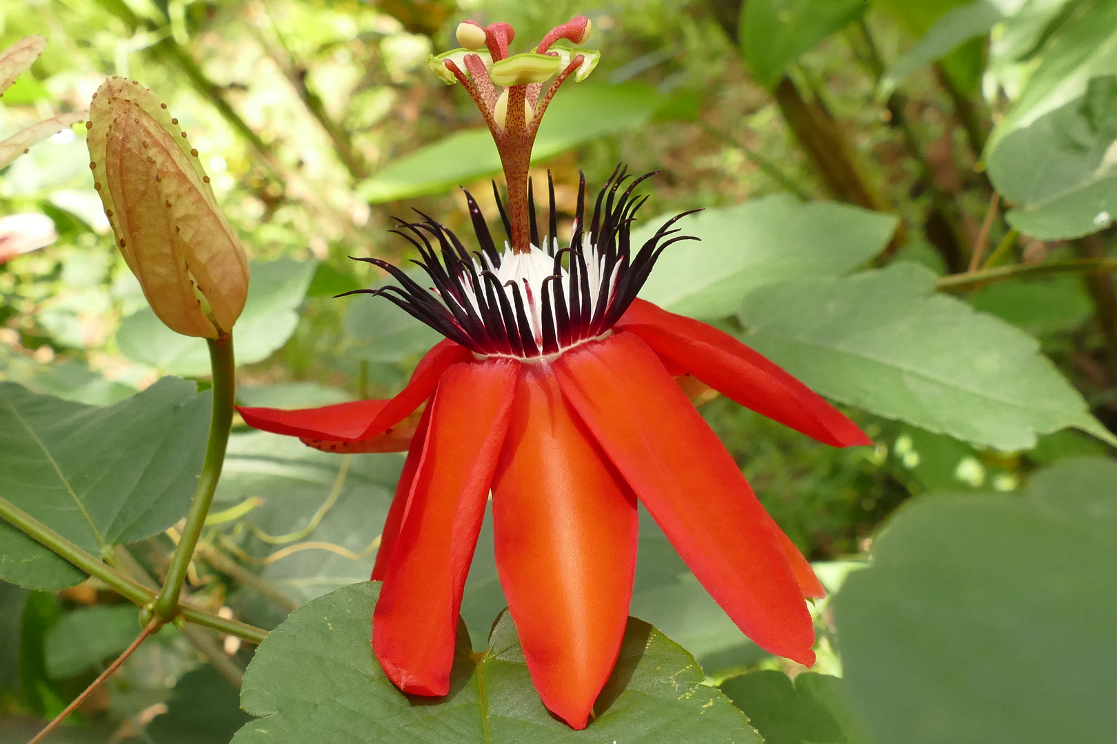 PASSIONSBLUME, PASSIONFLOWER, PASSIFLORA.