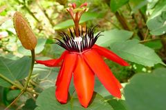 PASSIONSBLUME, PASSIONFLOWER, PASSIFLORA.