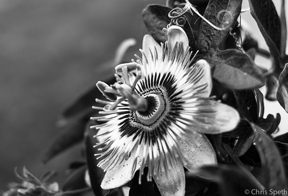 Passionsblume Schwarz-Weiss