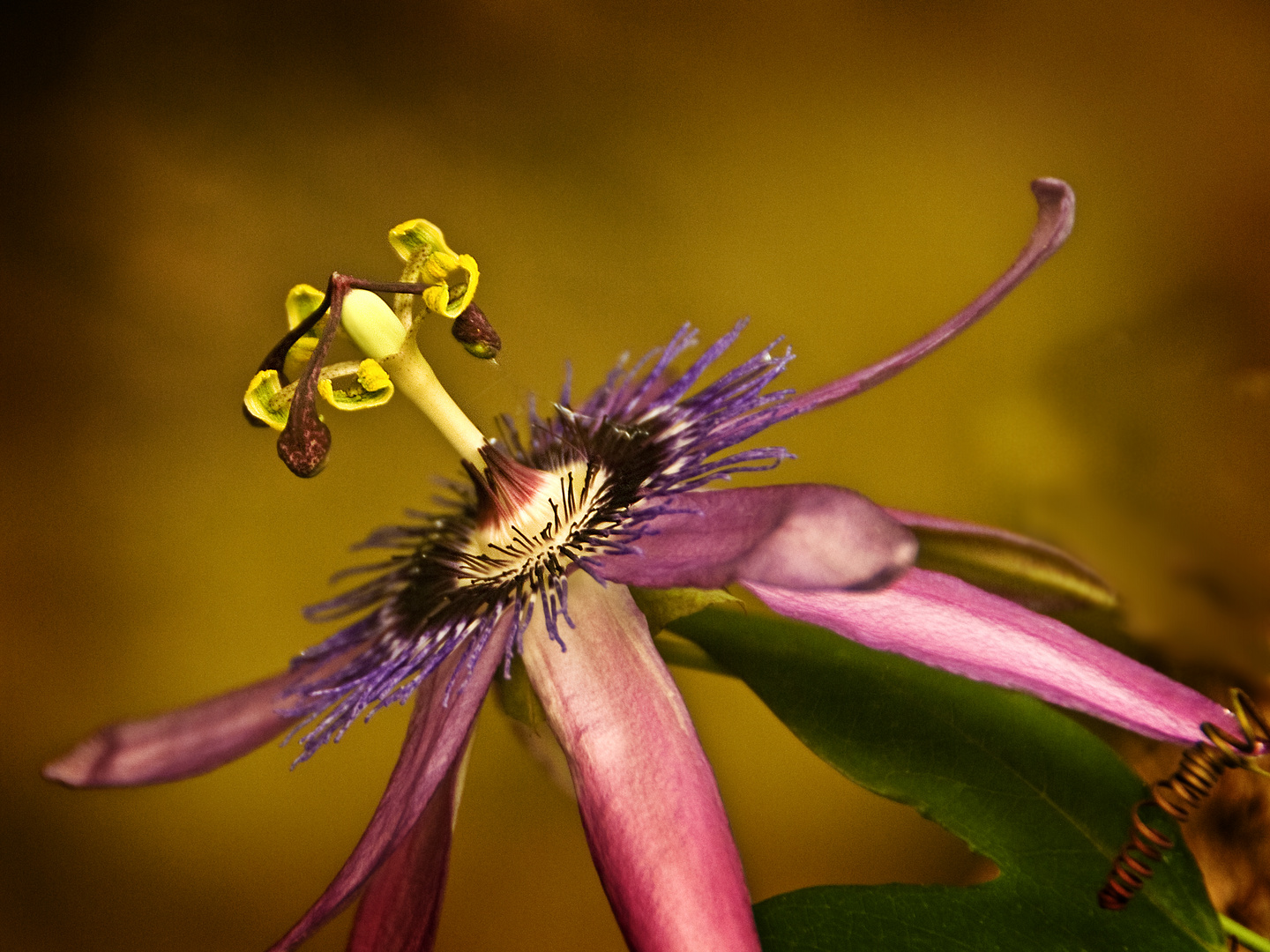 Passionsblume (Sinnliche Blüten 2010)