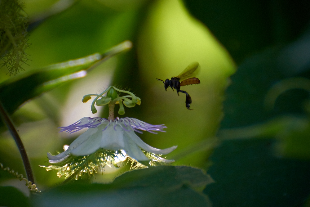 Passionsblume und Meliponini