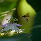 Passionsblume und Meliponini