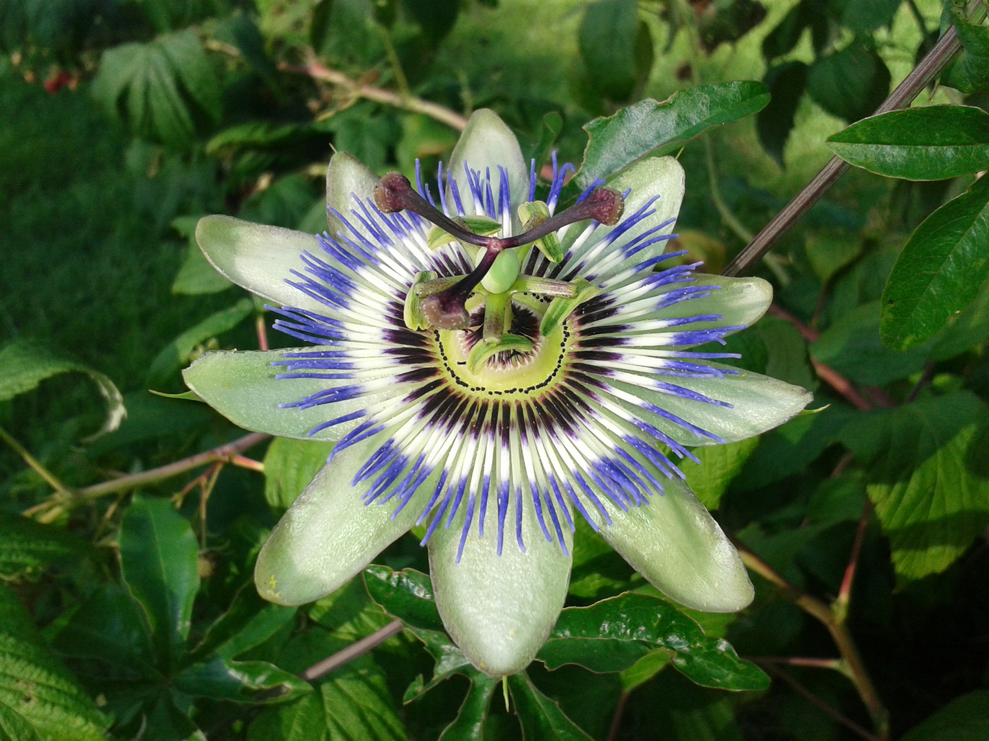 Passionsblume von oben gesehen ..