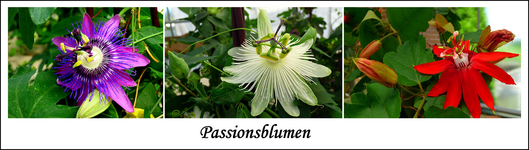 Passionsblumen.