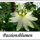 Passionsblumen.