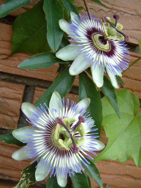 Passionsblumen an der Südwestwand