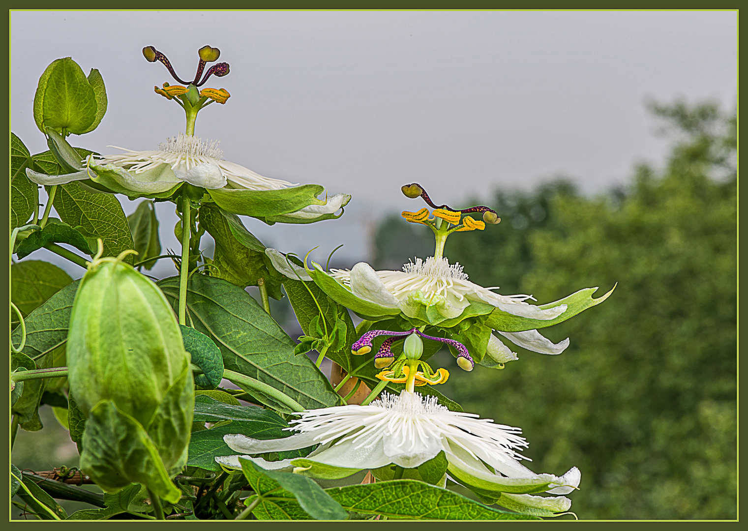 Passionsblumen aus meinem Balkongarten