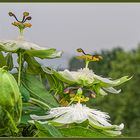 Passionsblumen aus meinem Balkongarten