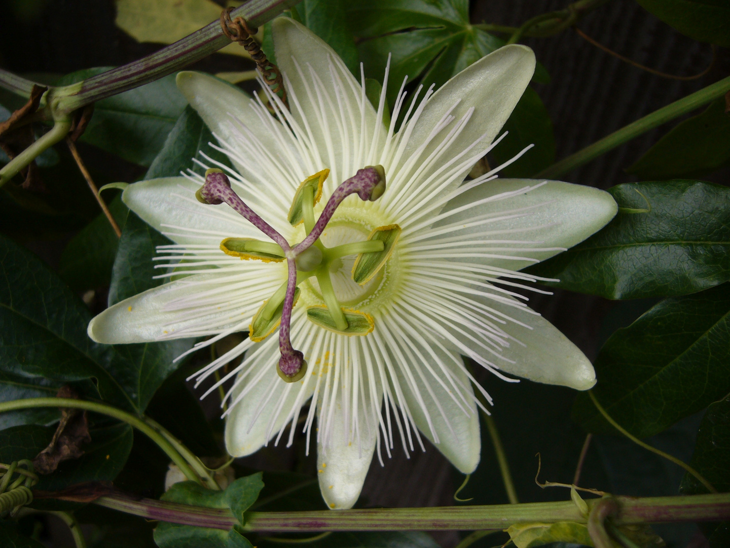 Passionsblumen - eine wahre Pracht im Garten