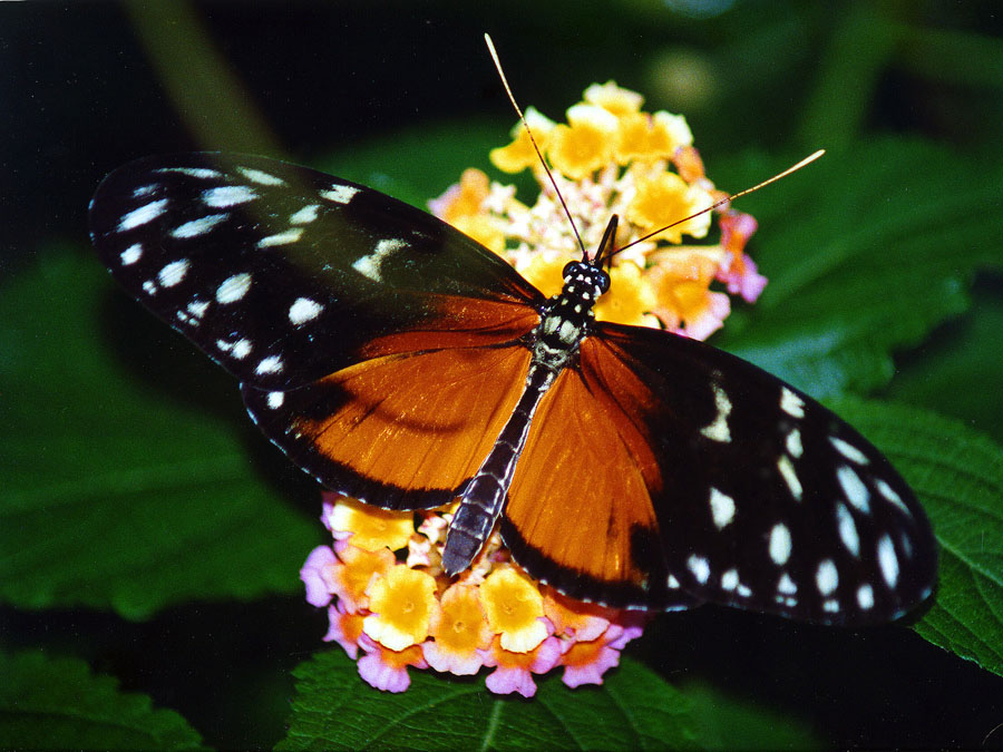 Passionsblumen-Falter (Heliconius hecale)