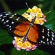 Passionsblumen-Falter (Heliconius hecale)