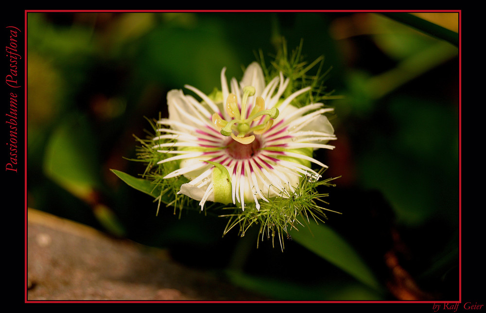 Passionsblumen (Passiflora)