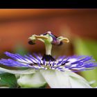 Passionsblumen (Passiflora)