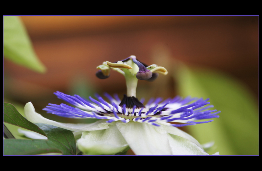 Passionsblumen (Passiflora)