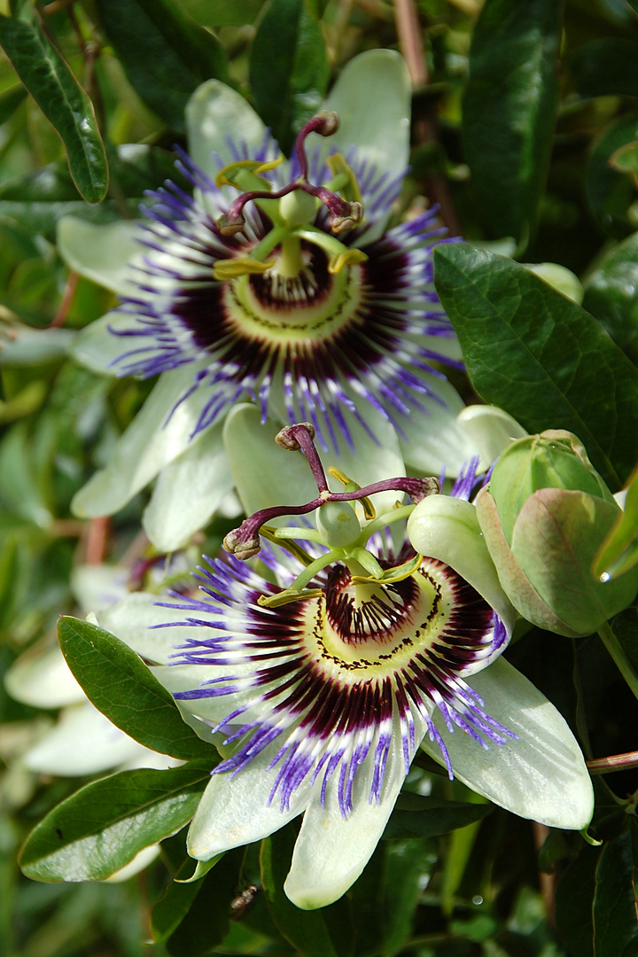 Passionsblumen (Passiflora)