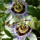 Passionsblumen (Passiflora)